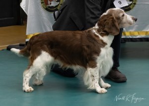 Veteran Dog